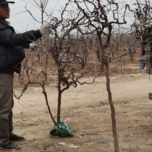 滨州龙须枣苗 盘龙枣树