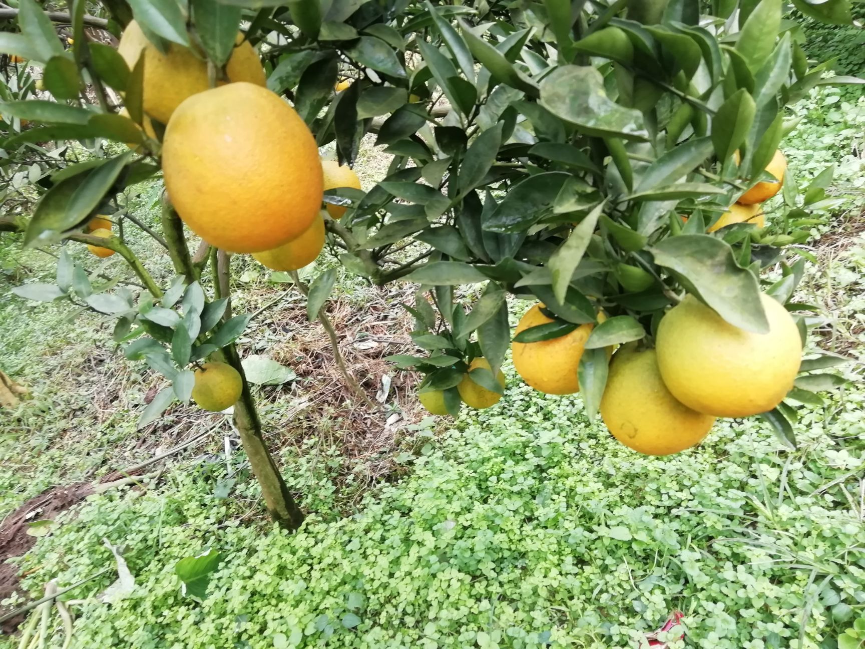 宜章脐橙 宜宾脐橙