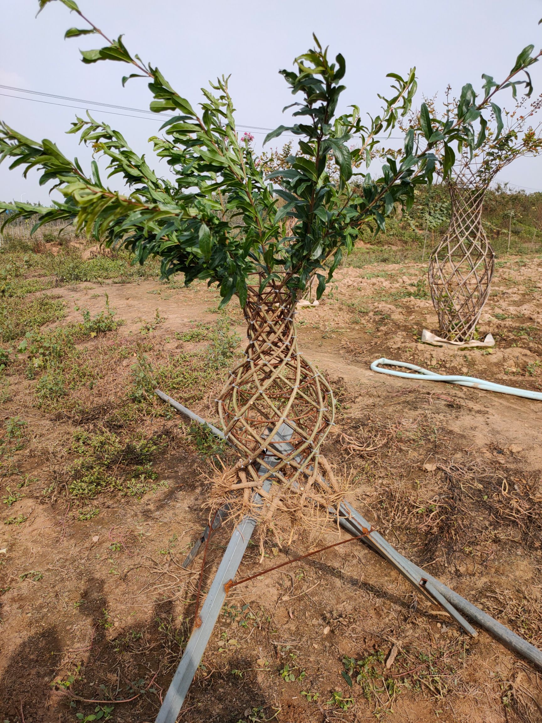 花瓶骨架制作方法教程图片