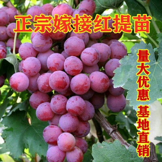 平邑县 红提葡萄苗嫁接红提黑提葡萄树苗品种规格齐全量大优惠基地直销
