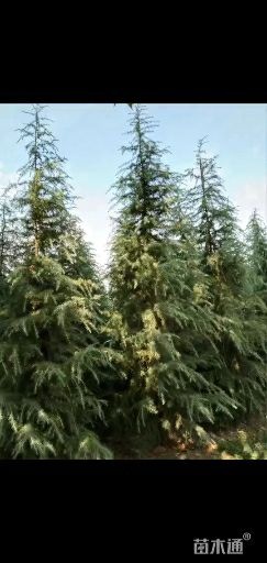 汝南县普通雪松