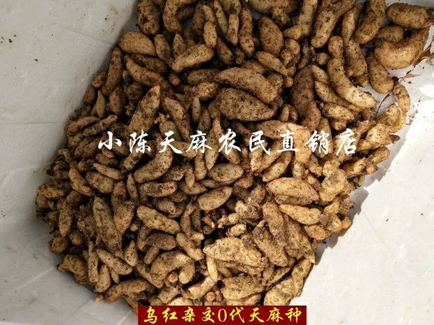 宜昌乌红杂交天麻  包邮 天麻种子  零代天麻籽