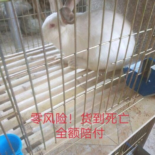 晴隆县月月兔 满月兔销售