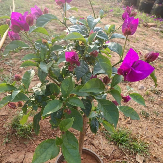 宜良县多形号红盆，黑袋紫花三角梅