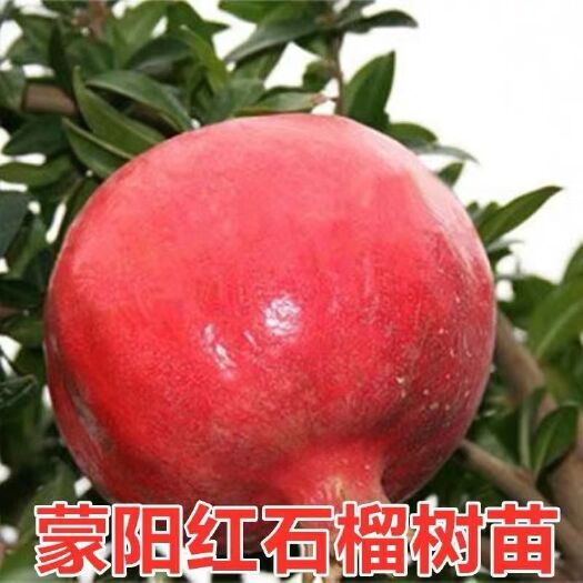 平邑县 蒙阳红石榴苗