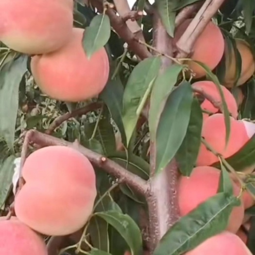 泰安 出售冬桃苗，冬桃苗，晚熟桃树苗