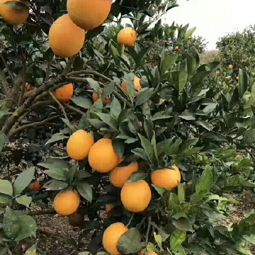罗甸县纽荷尔脐橙 85-90mm 4-8两