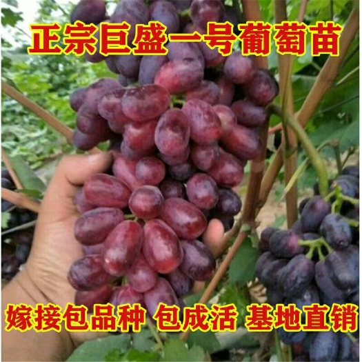 平邑县 巨盛一号葡萄苗嫁接巨盛一号葡萄树苗基地直销量大优惠现挖现卖