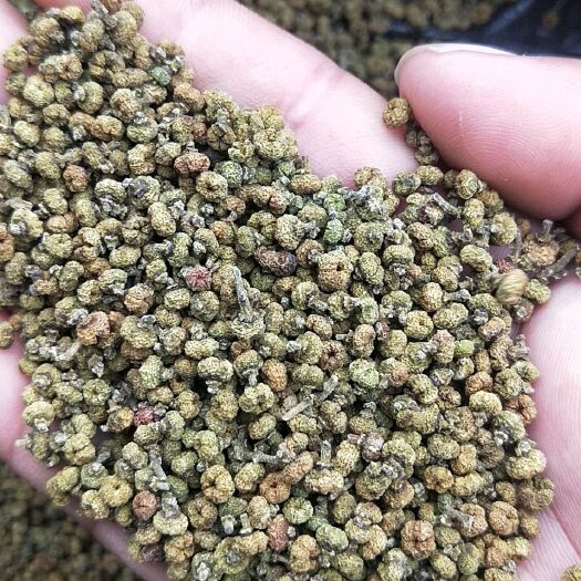河池吴茱萸
