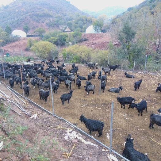 榆社县荒地 荒山林地3000/5000亩