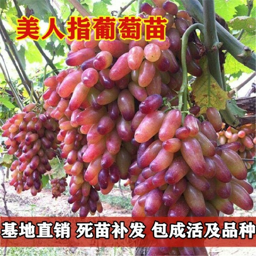平邑县 美人指葡萄苗嫁接苗南北方可种包成活现挖现卖死苗免费补发纯度高