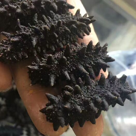 珲春市黄玉参 俄罗斯