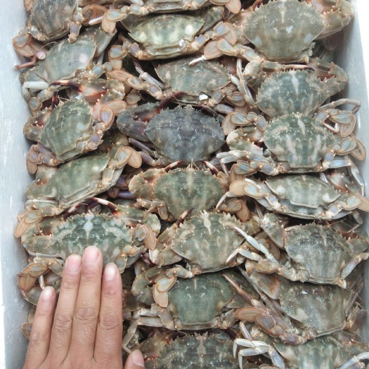  石蟹，别称花盖蟹一箱二十斤，一两以上公母混规格，肥满度好。