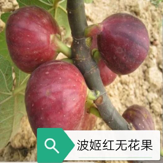 波姬紅無花果苗 波姬紅無花果當(dāng)年結(jié)果包活 、品種保證  發(fā)貨及時