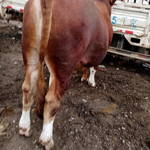 肉牛 800-1000斤 统货