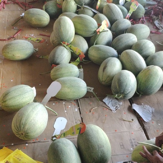 瑞丽市西州蜜25号甜瓜种子 小蜜（西州蜜）上市