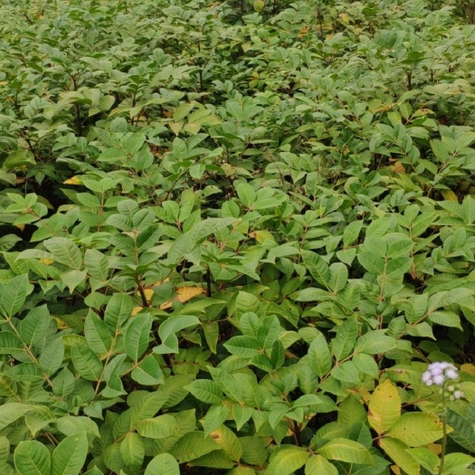 河池江西中花茶辣苗广西茶辣苗扦插茶辣苗吴茱萸苗地苗成活率高产量高