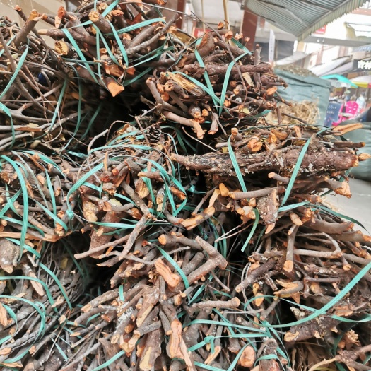 玉林新货松树寄生，清绿