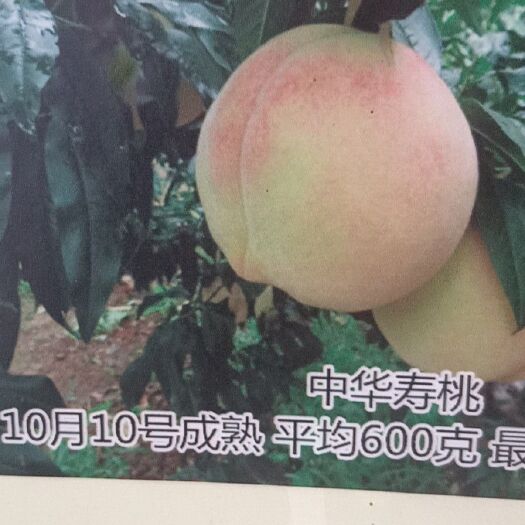 泰安 冬桃树苗