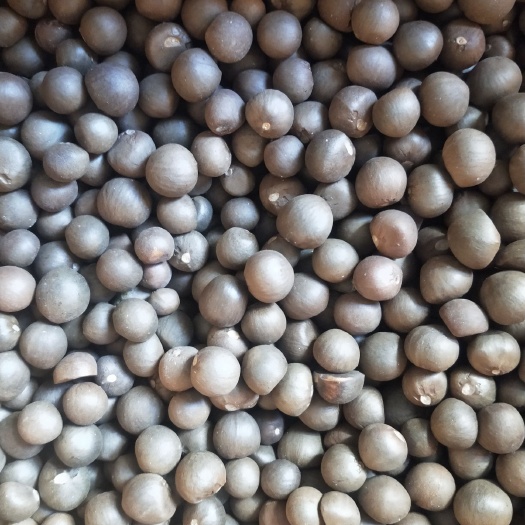 茶树种子， 绿茶种子