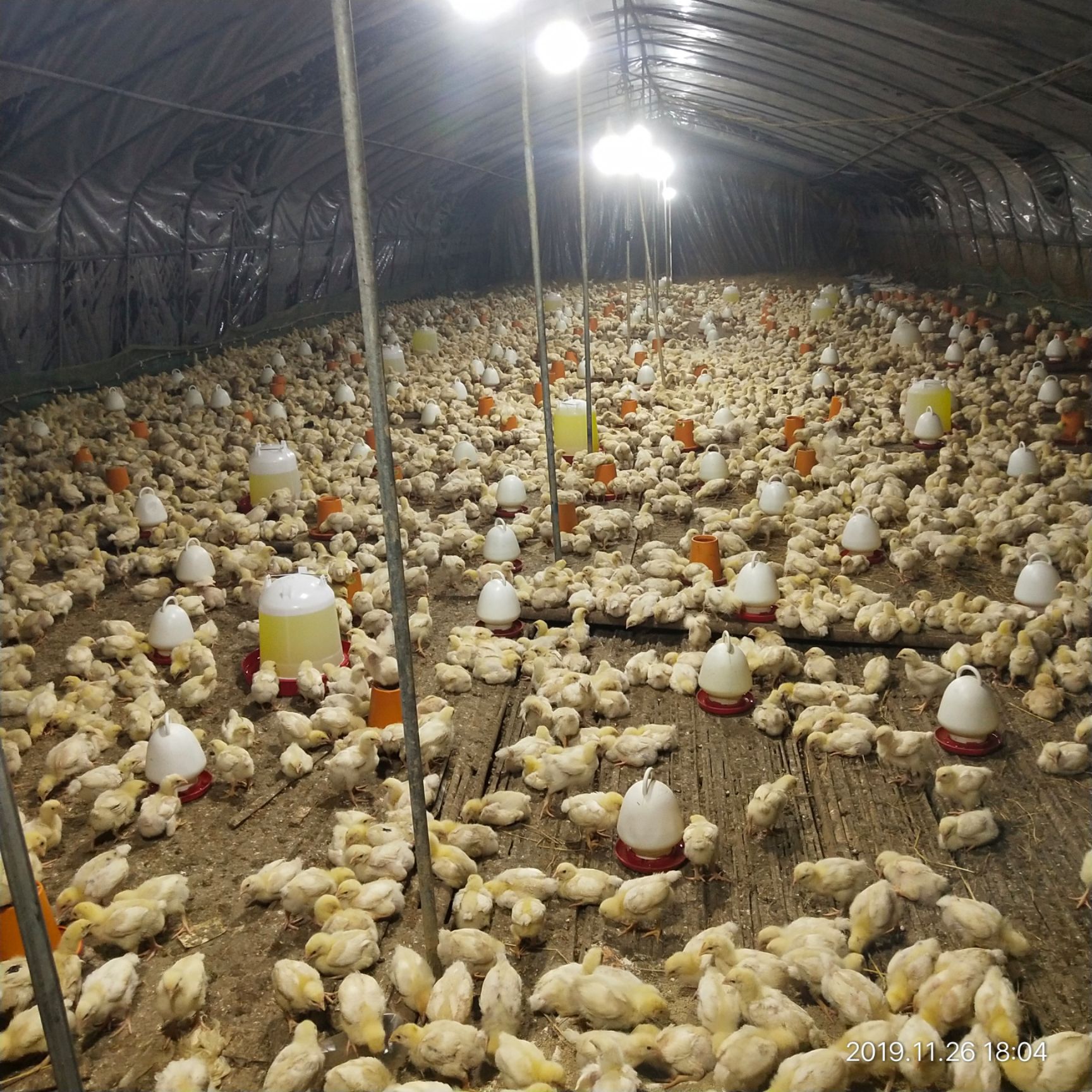 817肉杂鸡 欲出售55天青脚麻母，817。