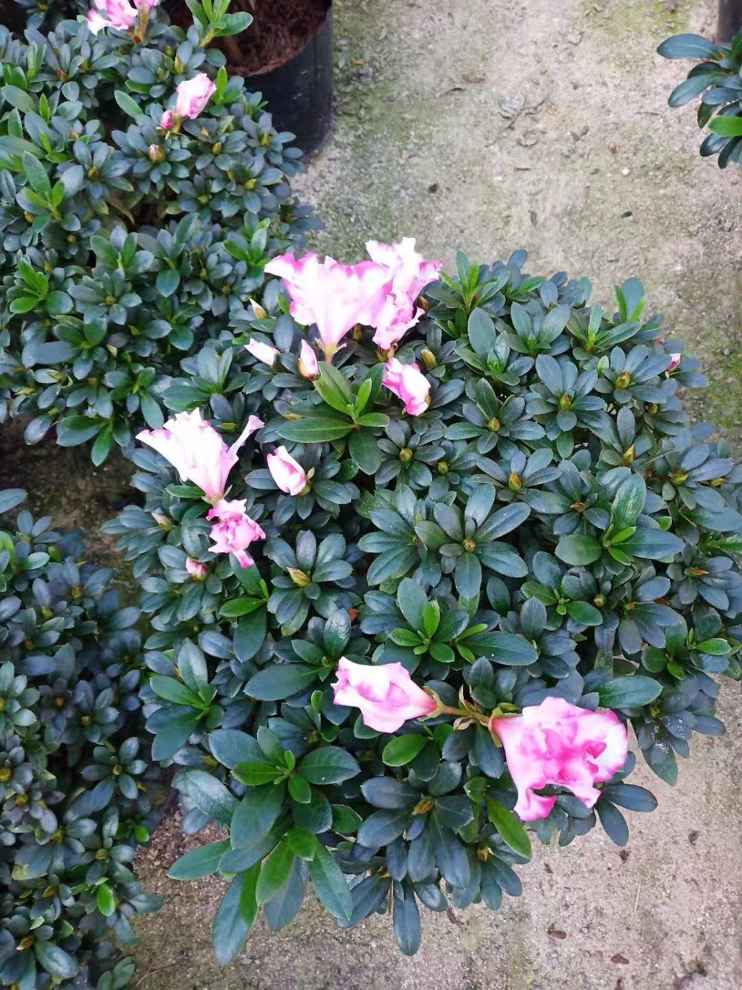 西玛杜鹃