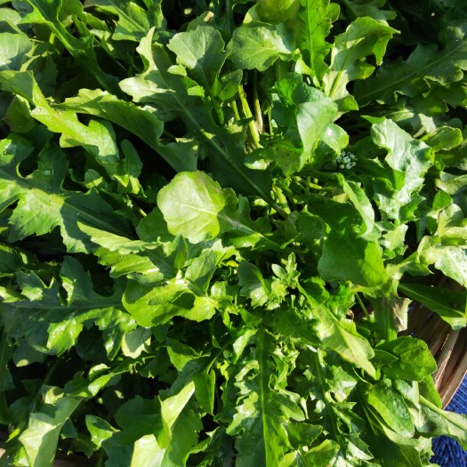 唐河县 自己种的荠荠菜