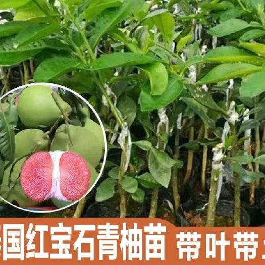 平邑县青柚苗