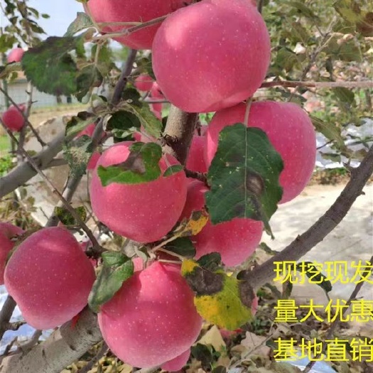 平邑县 新品种苹果苗嫁接苗 早熟苹果--鲁丽苹果树苗包成活包品种包