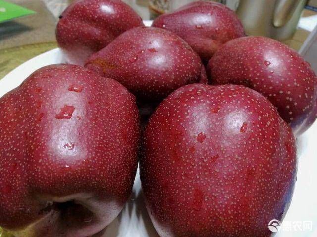 方城县全红梨树苗 中华全红梨苗可以实地看货