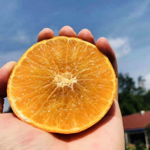 怀化锦蜜冰糖橙 麻阳锦密，大量供应。纯甜多汁
