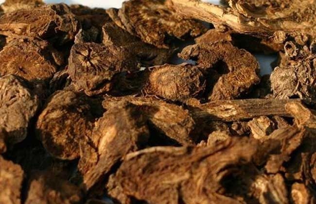 成都四川阿坝州全干精选羌活	羌青护羌使者胡王使者羌滑退风使者黑