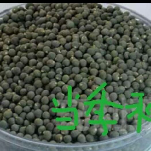 莱西市黄秋葵种子 黄秋葵种