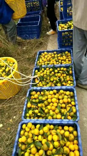 象州县沙糖桔 沙糖橘就要上市欢迎老板来订货
