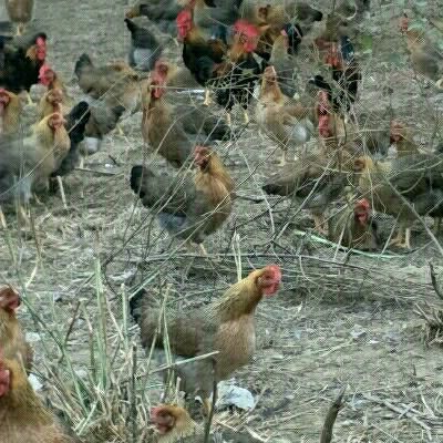 始兴县 长期供应清远2号麻鸡，五黑鸡及鸡蛋。