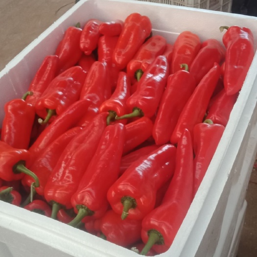 费县 大量红泡椒起批，质优价廉欢迎选购