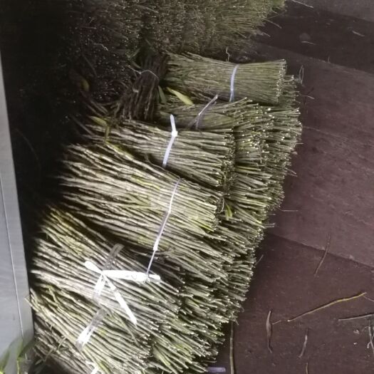 夹江县夹江叠鞘石斛  石斛鮮条