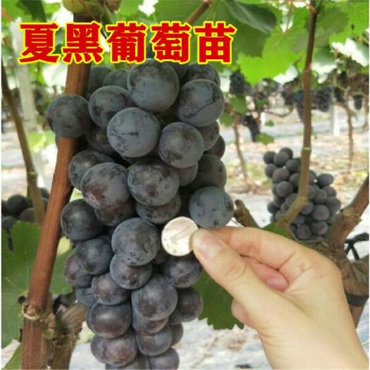 平邑县 夏黑葡萄苗嫁接苗扦插苗包成活现挖现卖南北方可种死苗免费补发