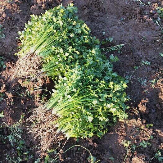 平原县 铁杆青香菜，基地直供，货好价低