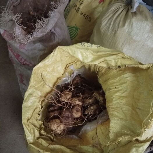 阳新县黄精种苗 黄精