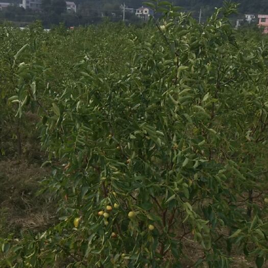 溆浦县 中秋酥脆枣苗3年生苗，栽植后当年可挂果！