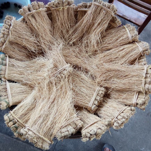 韶关仙草，养肝草，丝线根！