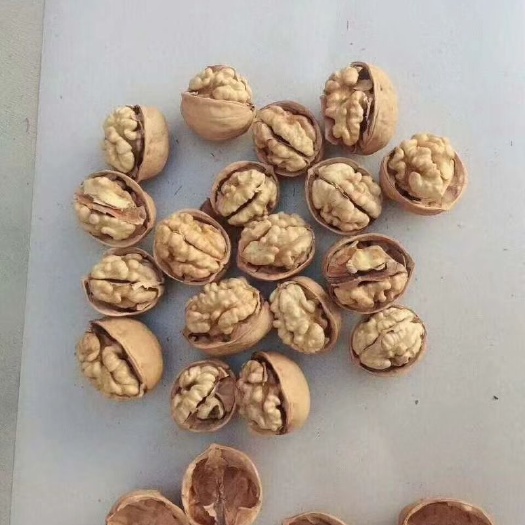 阿克苏市新疆核桃  新疆阿克苏特产核桃，薄皮大核桃20年新货