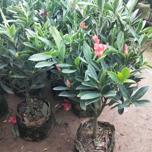 沭阳县四季杜鹃红山茶盆栽地栽苗