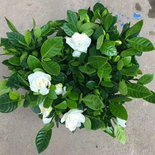  小叶栀子花，牡丹栀子花南北方盆栽