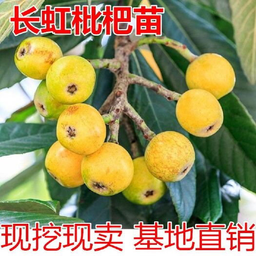 平邑县 长虹枇杷树苗 基地直销 现发现挖 包成活 量大优惠
