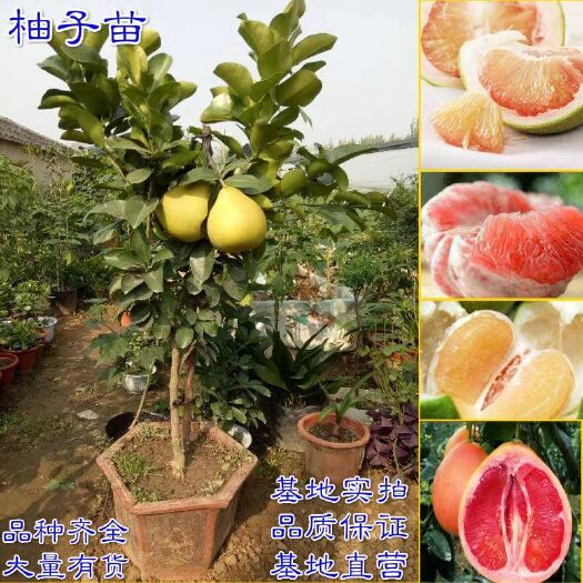 平邑县红心柚苗