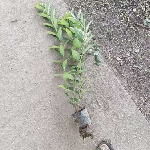 周至县东北连翘