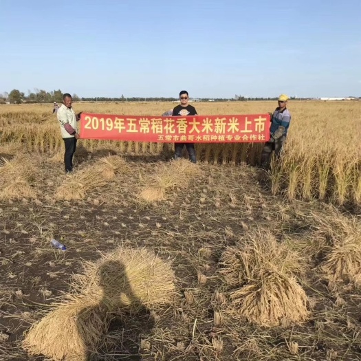 五常市 2019年新米东北黑龙江五常稻花香2号大米自产自销产地直邮