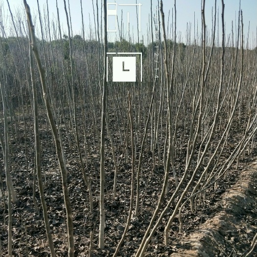 核桃苗 核桃树苗，占地核桃树苗，基地直销